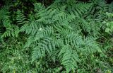 View full-size image Pteridium pinetorum