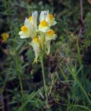 Смотреть изображение Linaria vulgaris