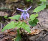 Смотреть изображение Viola reichenbachiana