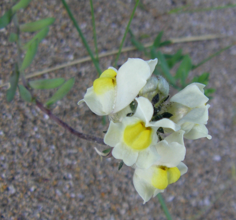 Image of Linaria supina specimen.