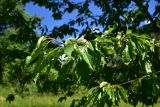 View full-size image Cerasus avium