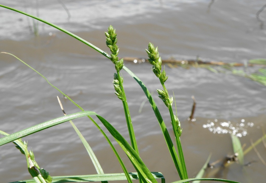 Image of Carex vulpina specimen.