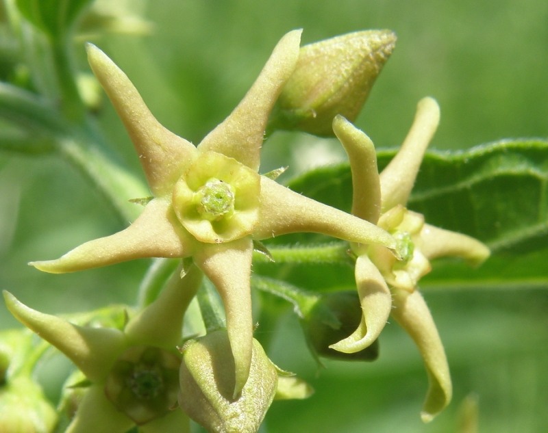 Image of genus Vincetoxicum specimen.