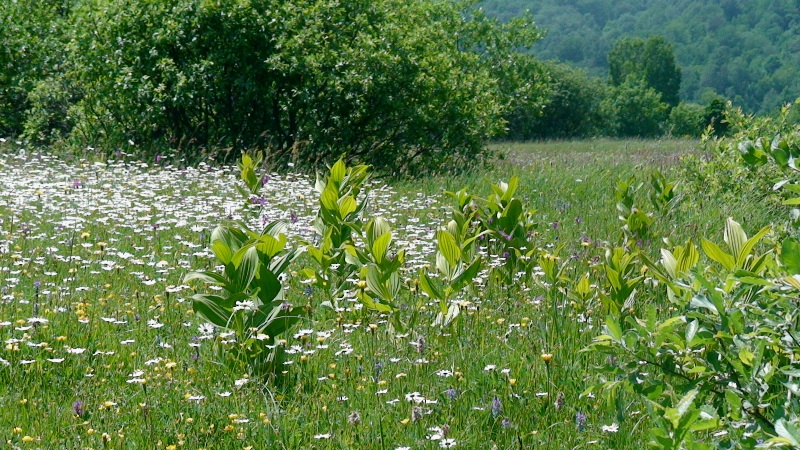 Изображение особи Veratrum lobelianum.