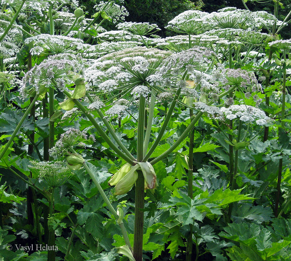 Изображение особи Heracleum mantegazzianum.