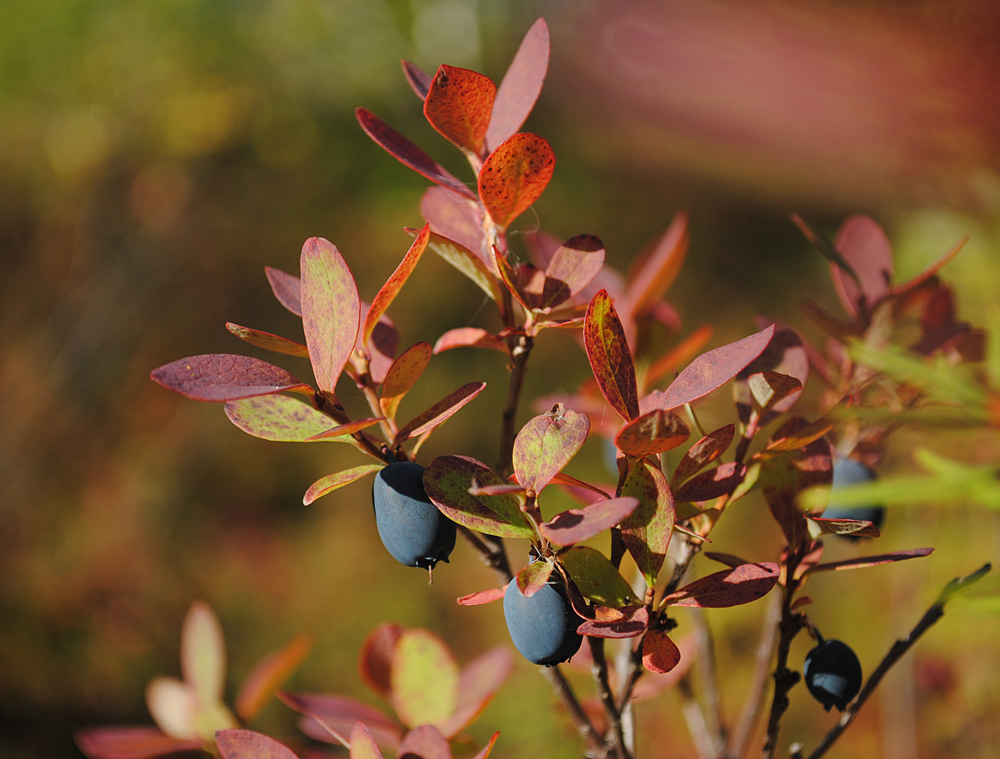 Image of Vaccinium uliginosum specimen.