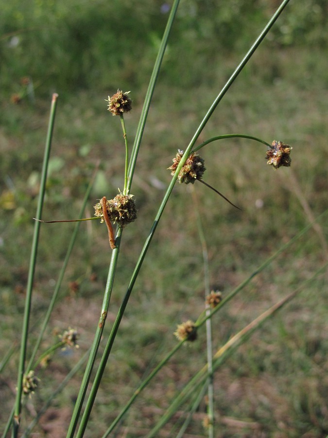 Изображение особи Scirpoides holoschoenus.