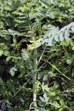 Astragalus sieversianus. Верхушка цветущего растения. Таджикистан, Гиссарский хр., ущелье Сингисафат, 1450 м н.у.м. 29.04.2011.