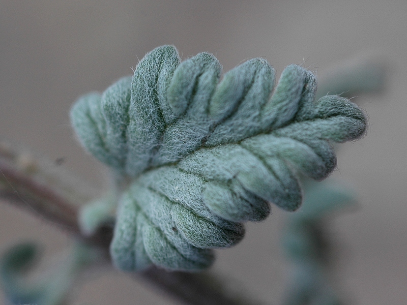 Изображение особи Scutellaria przewalskii.