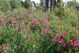 Lathyrus tuberosus. Заросли цветущих растений на пустыре. Свердловская обл., г. Североуральск. 11.07.2011.