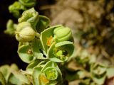 Euphorbia paralias. Соплодие. Израиль, Шарон, окр. г. Герцлия, песчаный пляж, зона забрызга Средиземного моря. 04.06.2008.