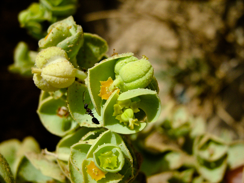 Изображение особи Euphorbia paralias.