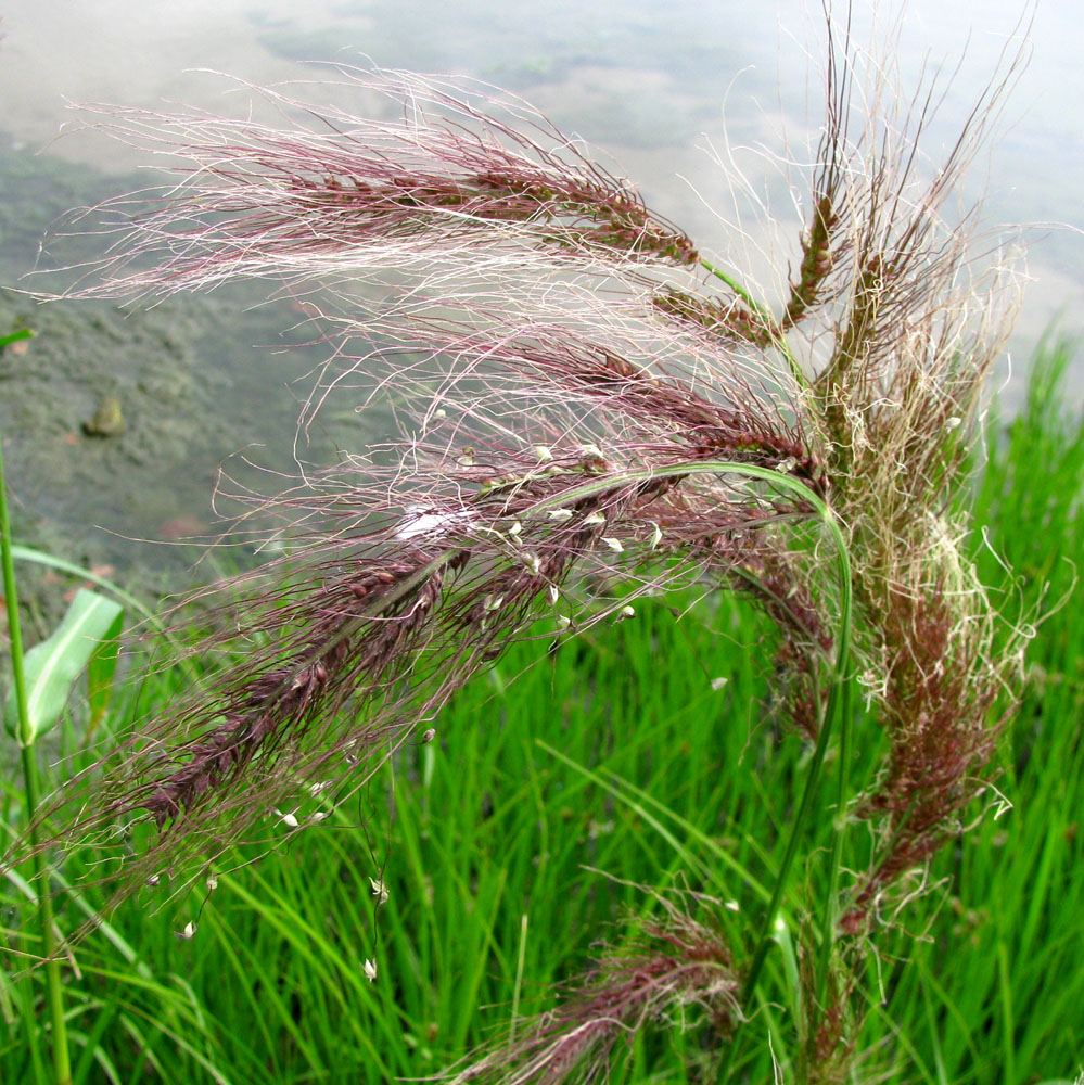 Image of Echinochloa tzvelevii specimen.