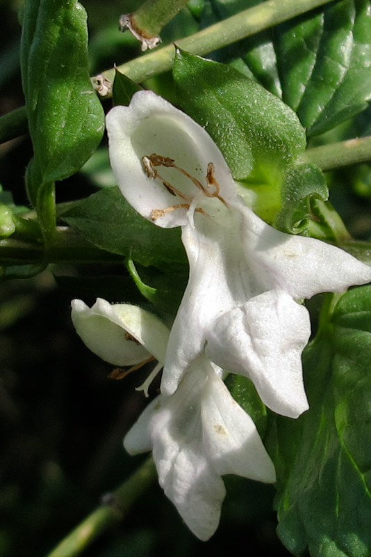 Image of Prasium majus specimen.