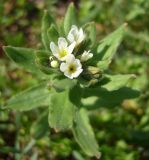 View full-size image Buglossoides rochelii