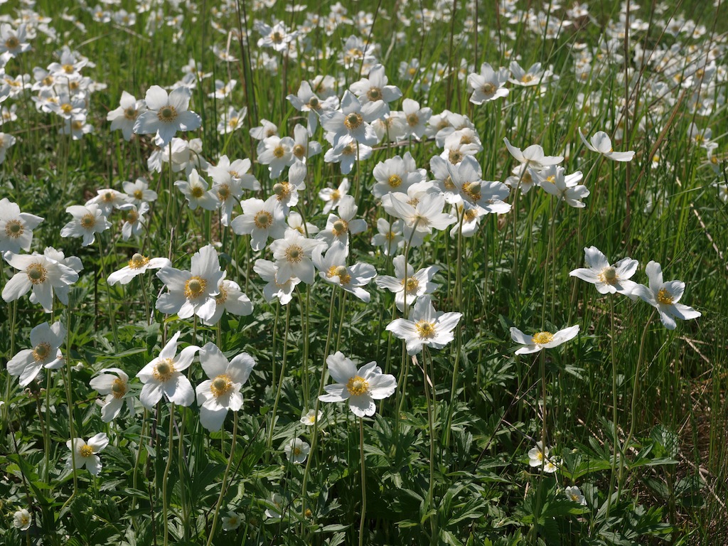 Изображение особи Anemone sylvestris.