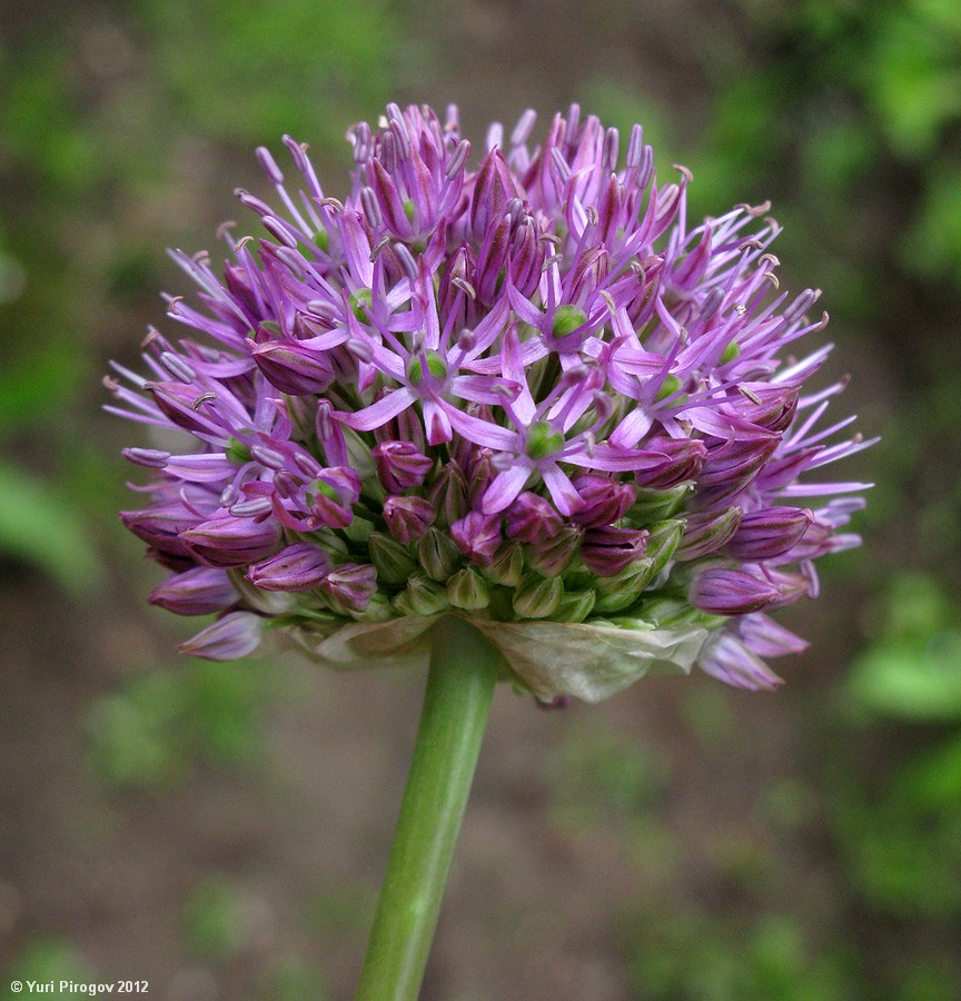 Изображение особи Allium sewerzowii.