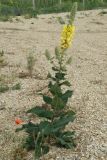 Verbascum ovalifolium. Цветущее растение. Краснодарский край, Ейский п-ов, коса Долгая. 07.06.2012.