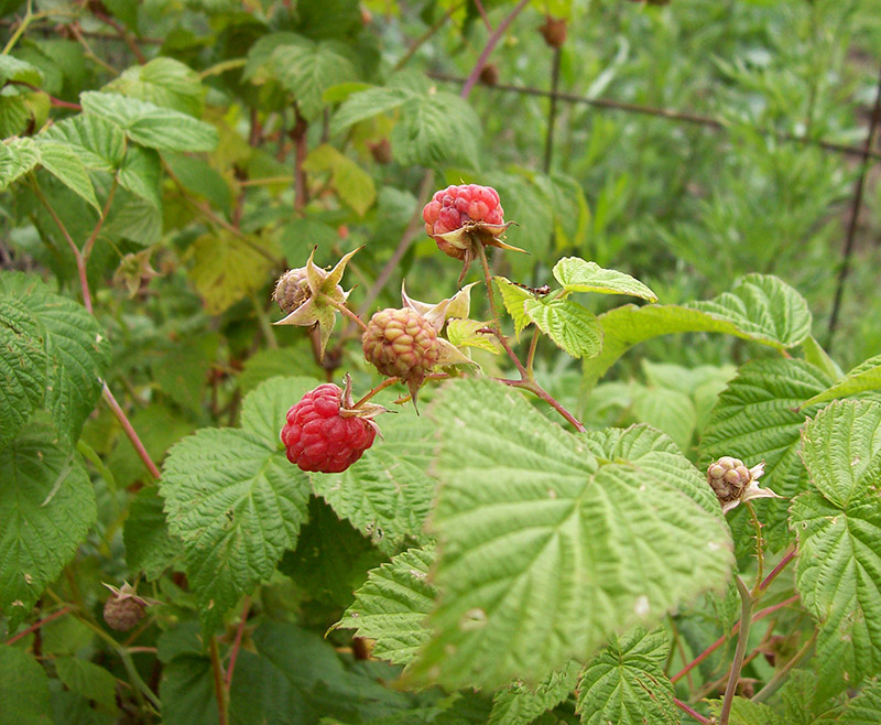 Image of Rubus idaeus specimen.