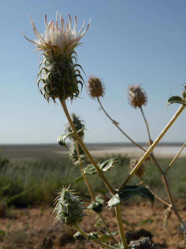 Image of Cousinia astracanica specimen.