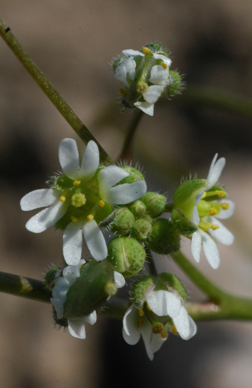 Image of Erophila verna specimen.