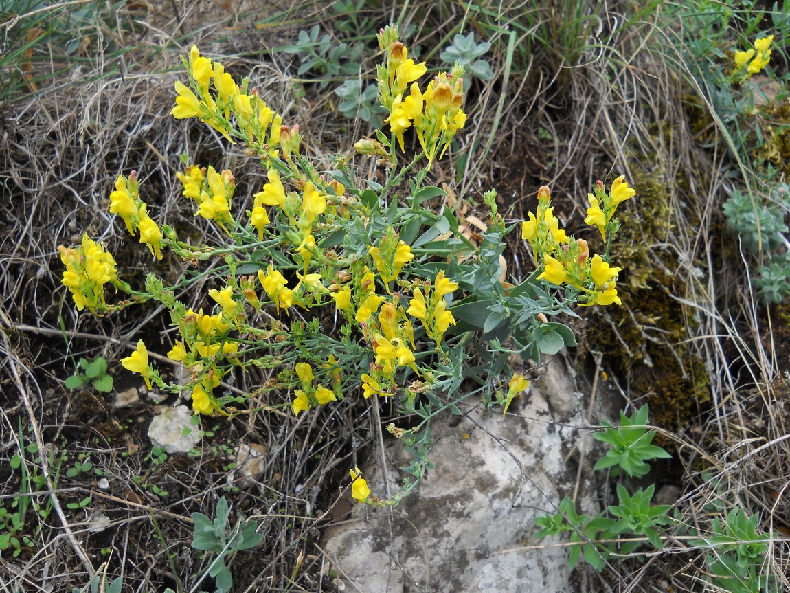 Изображение особи Linaria genistifolia.