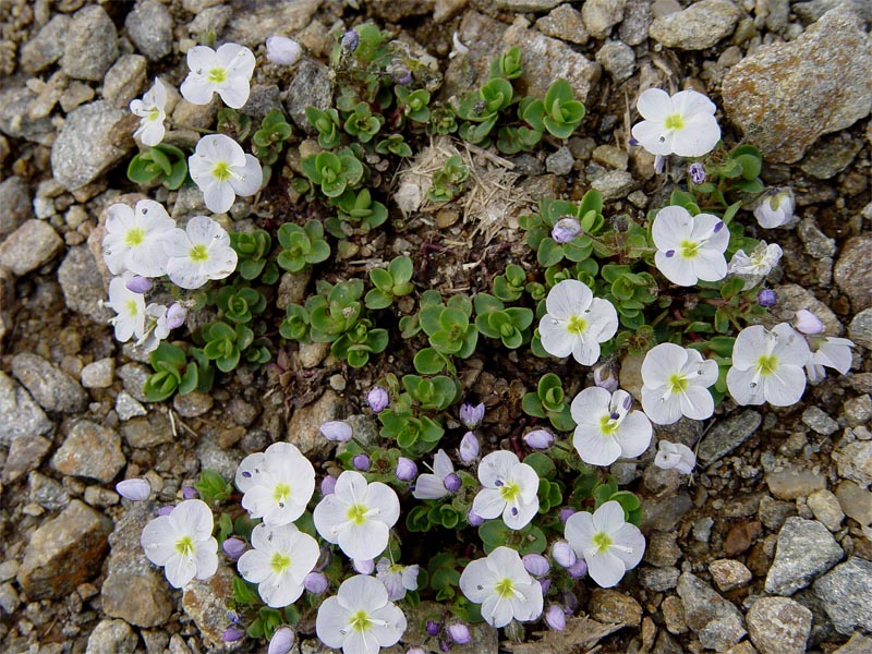 Image of Veronica glareosa specimen.