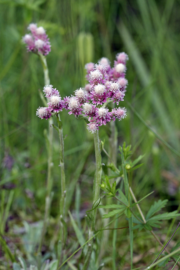 Image of Antennaria dioica specimen.