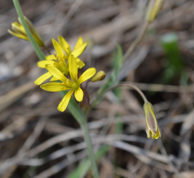 Image of Gagea erubescens specimen.