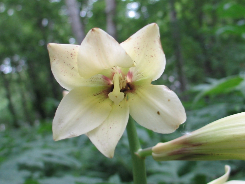 Изображение особи Cardiocrinum cordatum.