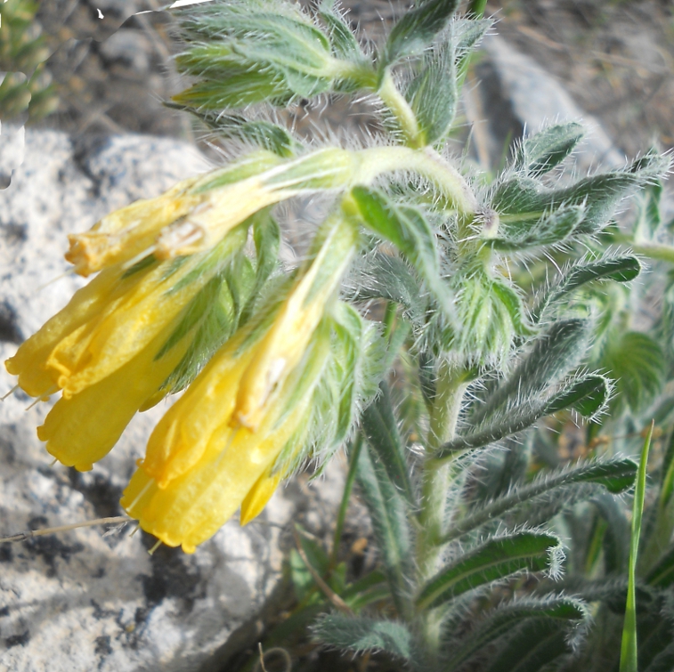 Изображение особи Onosma microcarpa.