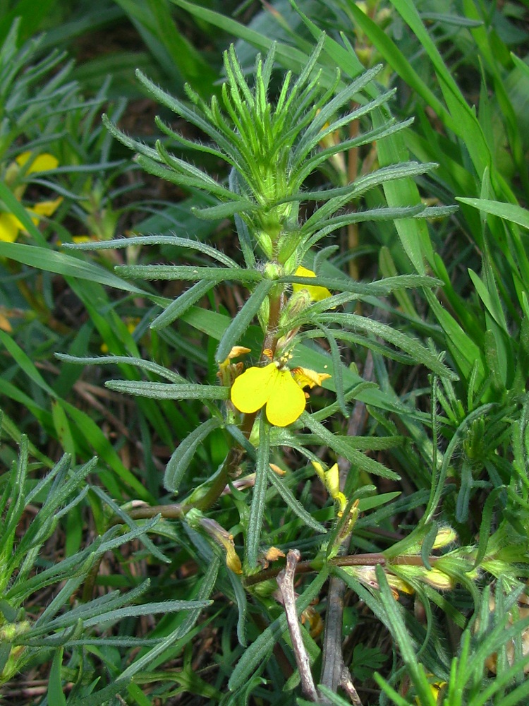 Image of Ajuga chia specimen.