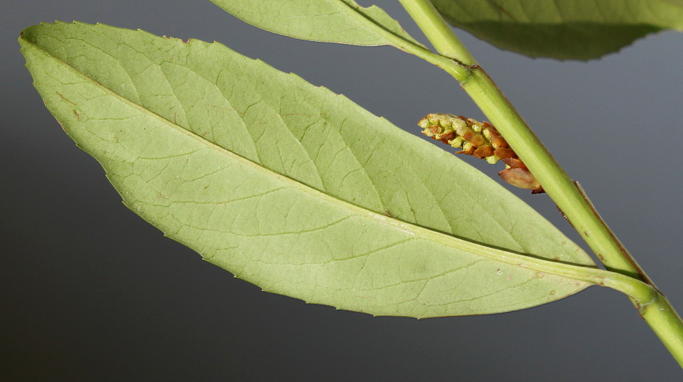 Изображение особи Lauro-cerasus officinalis.