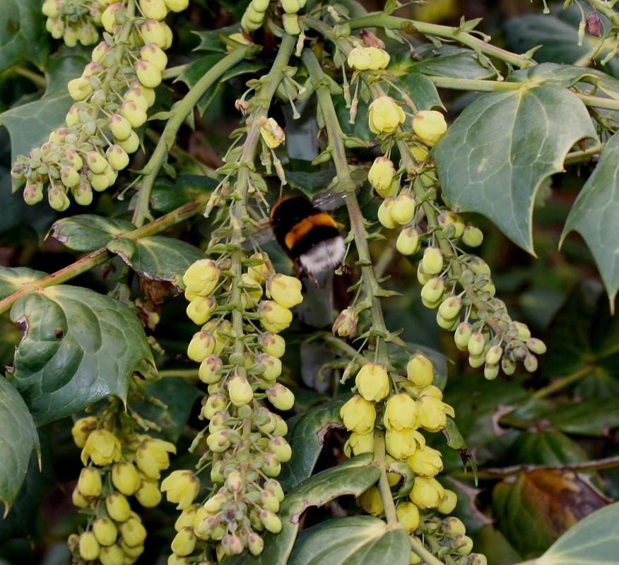 Image of Mahonia bealei specimen.