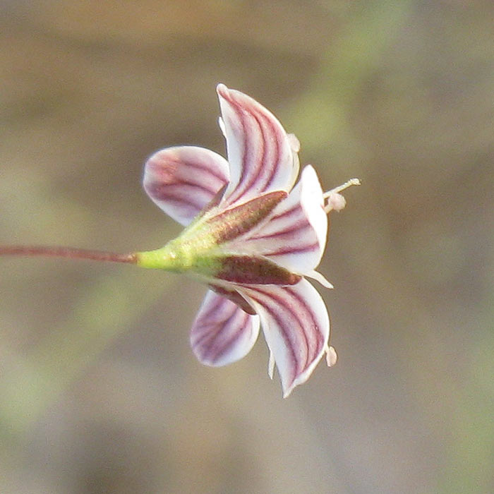 Image of Gypsophila capillaris specimen.