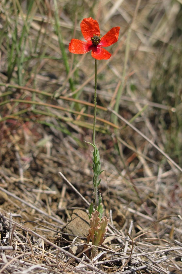 Изображение особи Papaver laevigatum.