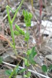 genus Arenaria. Растение с незрелыми плодами. Крым, Ялта, Грузпорт, выбитый участок с рудеральной растительностью. 29 апреля 2013 г.
