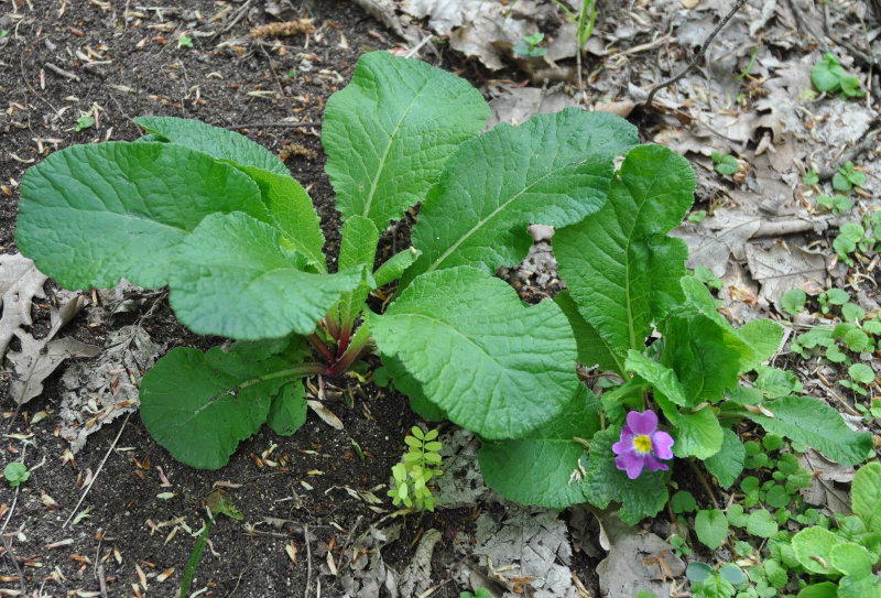 Image of Primula vulgaris specimen.