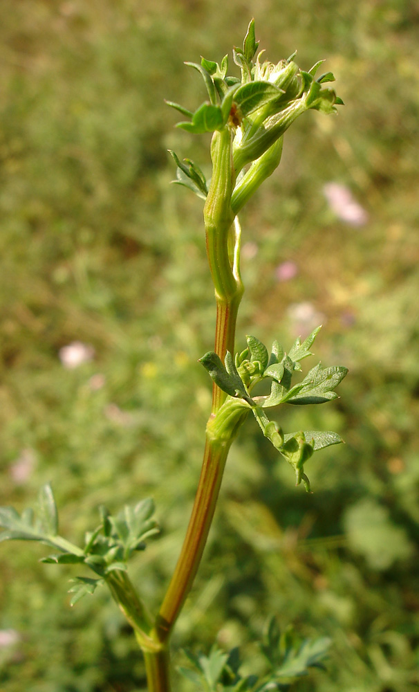 Image of Xanthoselinum alsaticum specimen.