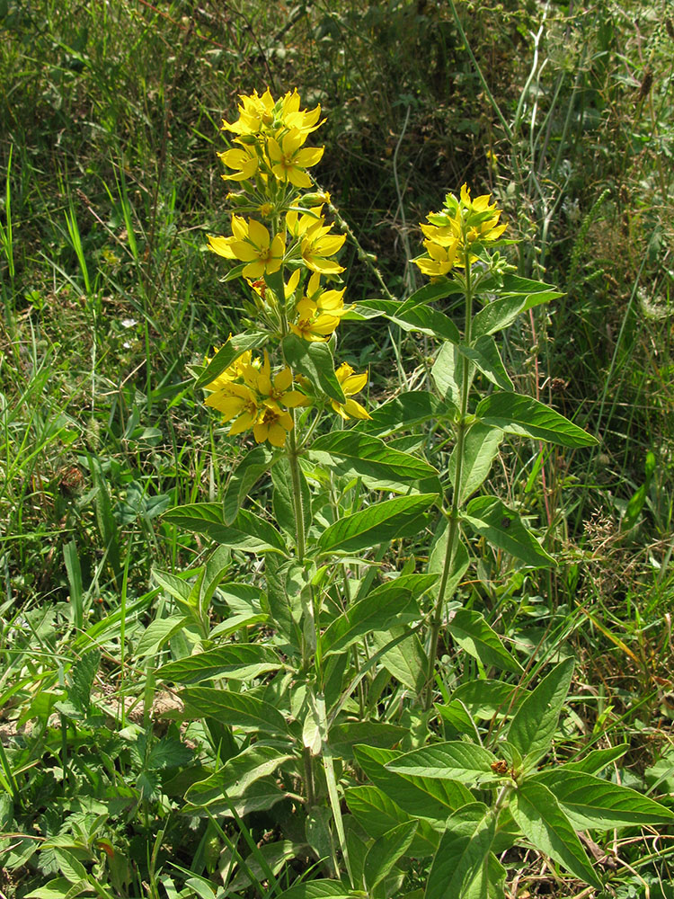 Image of Lysimachia verticillaris specimen.