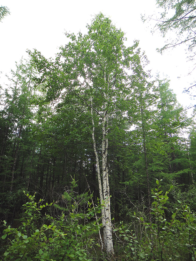 Изображение особи Betula platyphylla.