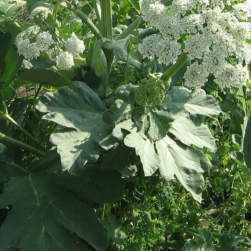 Изображение особи Heracleum stevenii.