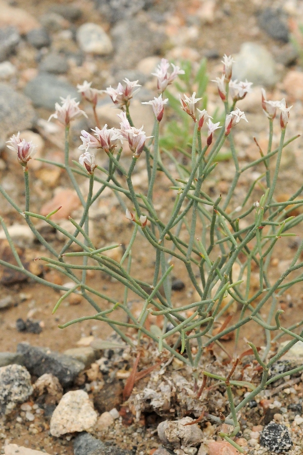 Изображение особи Limonium hoeltzeri.