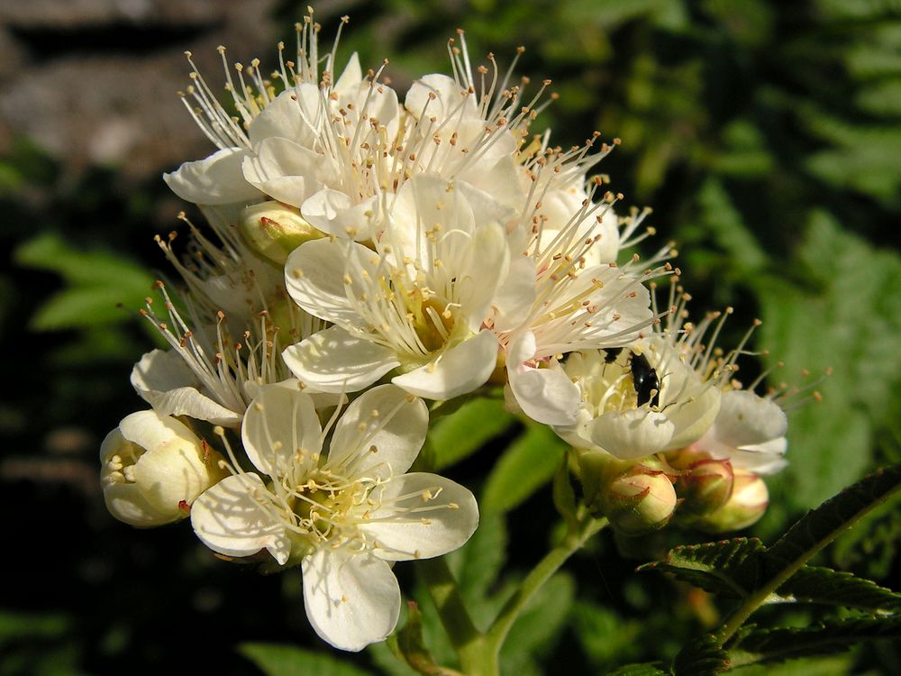 Изображение особи Sorbaria grandiflora.