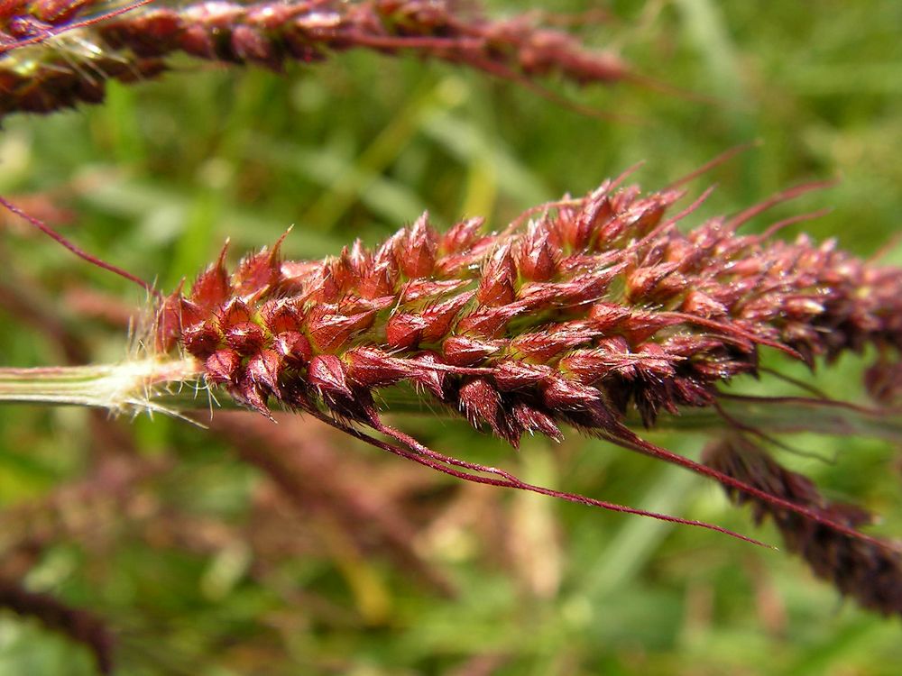 Изображение особи Echinochloa crus-galli.