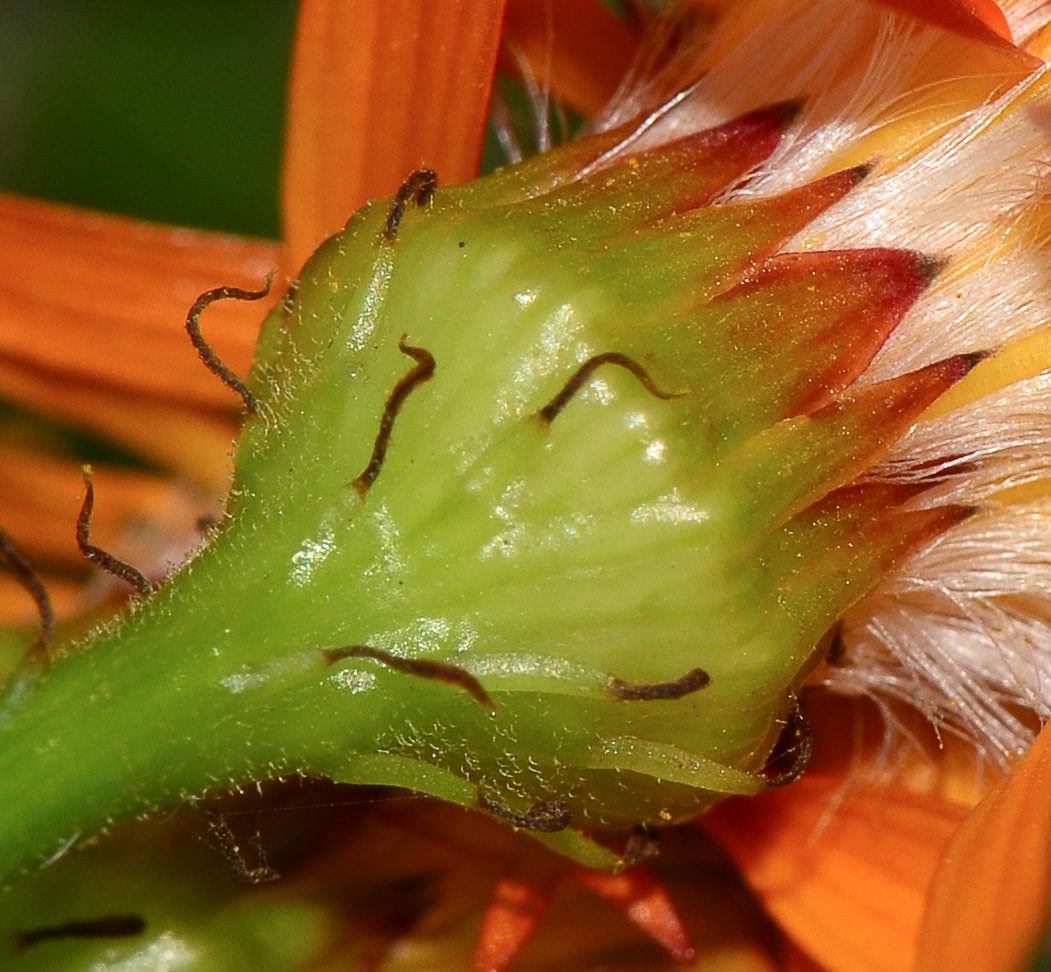 Изображение особи Pseudogynoxys chenopodioides.