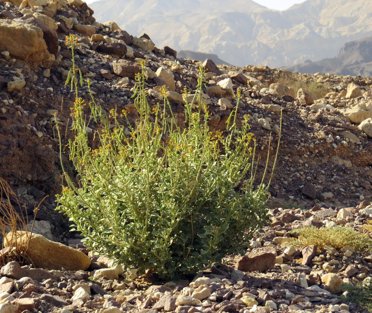 Image of Cleome arabica specimen.