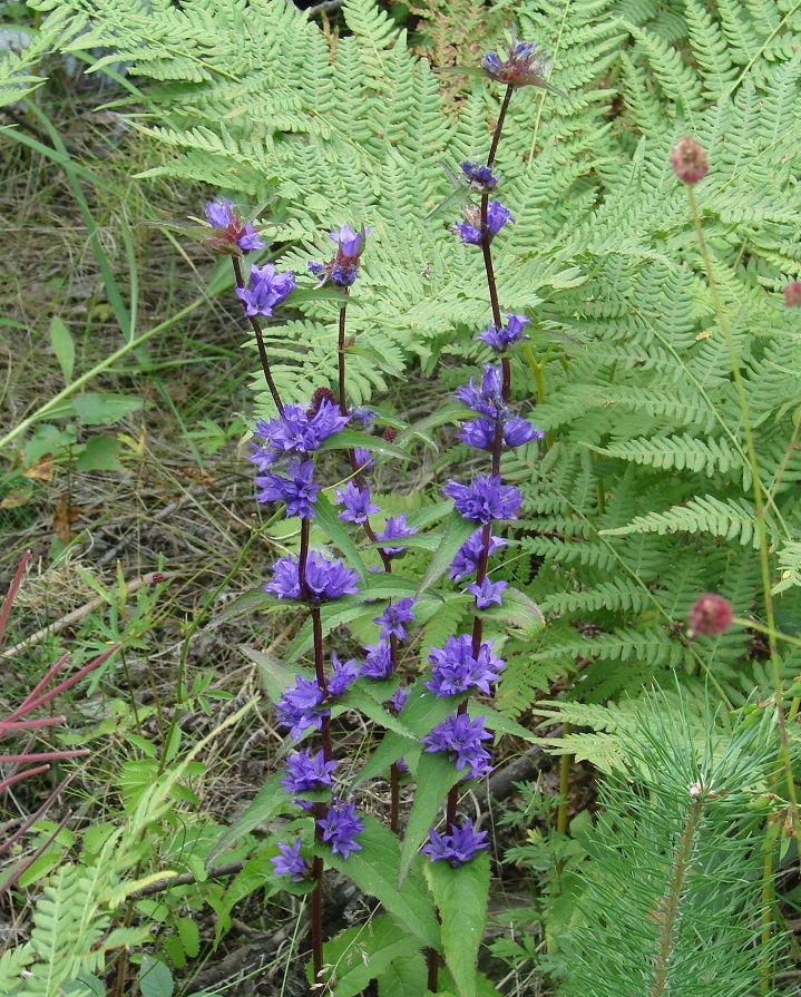 Image of Campanula glomerata specimen.