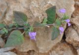 Hypoestes pubescens. Верхушка побега с соцветиями. Сокотра, плато Хомхи. 29.12.2013.