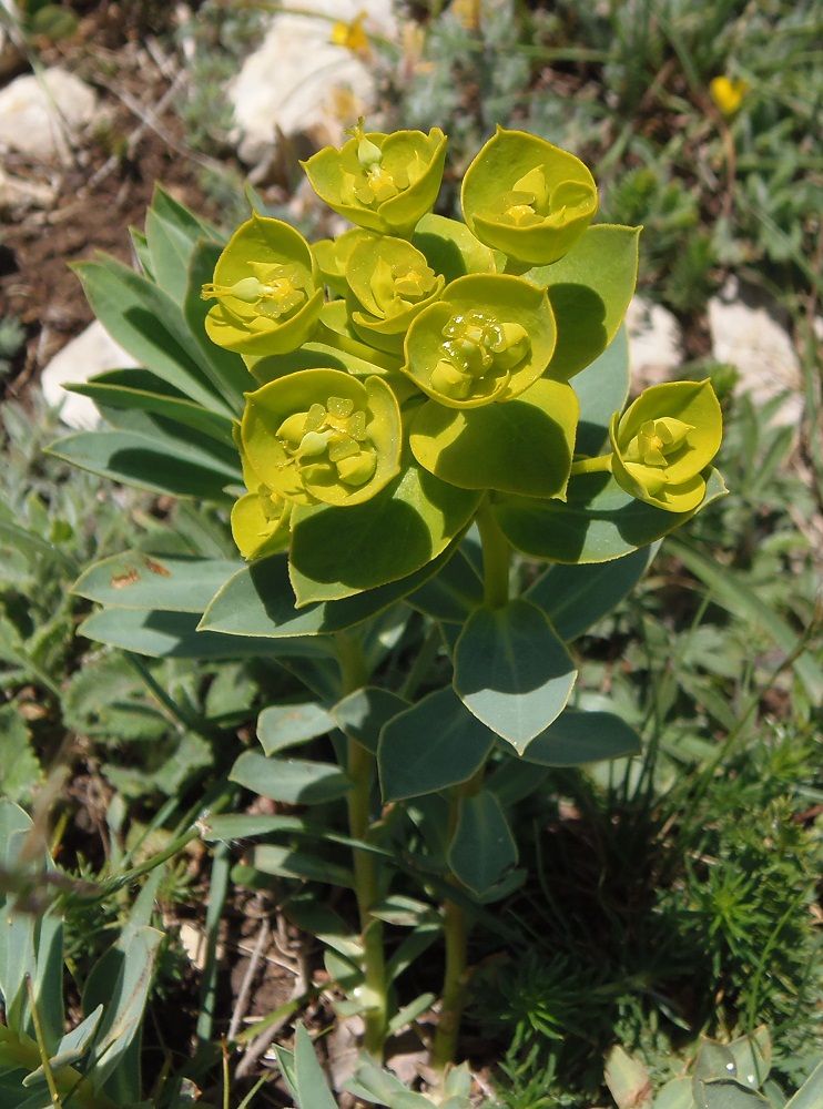 Image of Euphorbia goldei specimen.